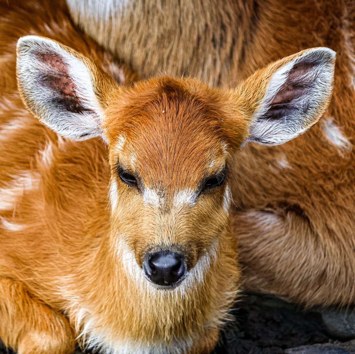 dinobreezy's tweet photo. Goodmorning everyone ☕️ Have a great Saturday with the Sitatunga (Tragelaphus Spekii) in Dutch 🇳🇱 Moerasantilope
#GoodMorningX #SaturdayMotivation
#sitatunga #tragelaphusspekii #photography #vanblanckendaellpark #gknfotografie https://t.co/8HSdFJ5IsG