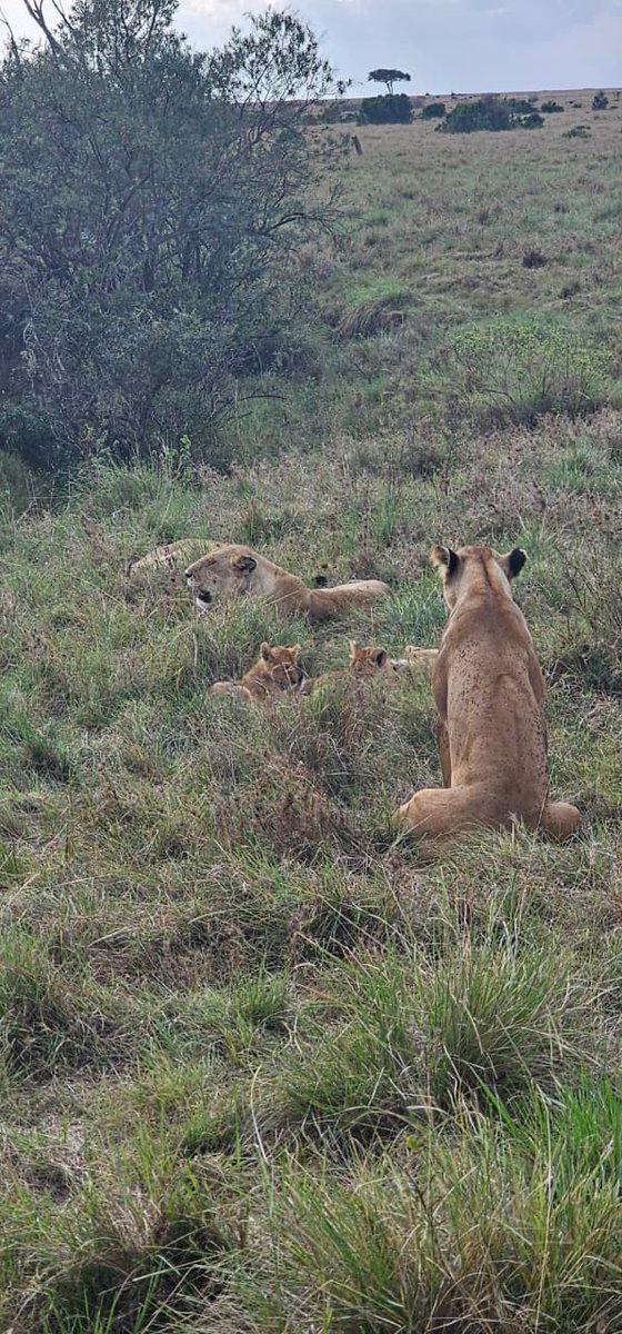 UpdatesSafari's tweet photo. Safari Sightings| Wildlife Adventure in Kenya🇰🇪.

Talk to our qualified and knowledgeable safari guides to book your next safari with us😊.
📧 info@safariupdatestravel.com
📲+254 738 349378
🌐 https://t.co/uaUkZYD5Z3
#Authentic #Safari #Experiences #Africansafari #magicalkenya https://t.co/ISImgphQe0
