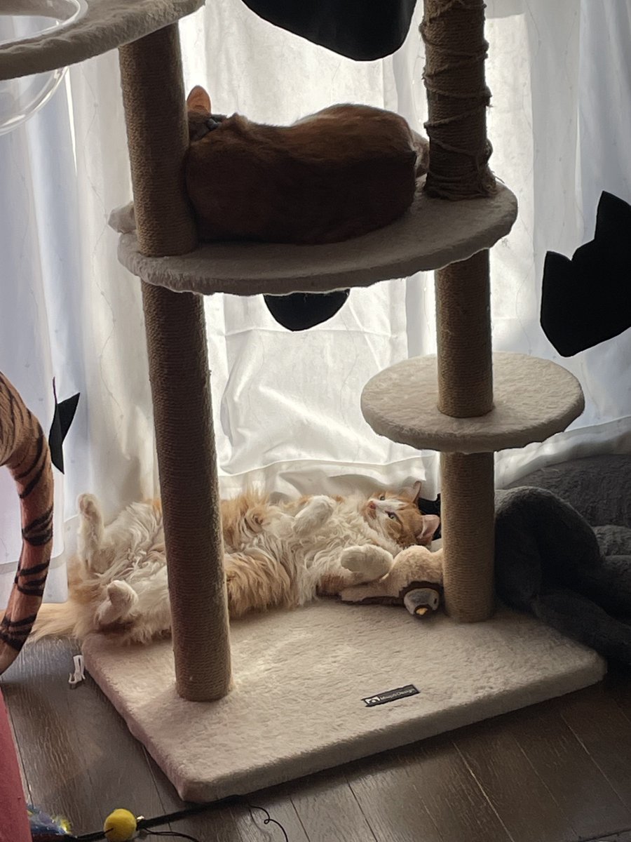 どうしたん？ そんな格好で💦💤 #ねこ #ネコ #ネコ好き #黒猫 #白猫