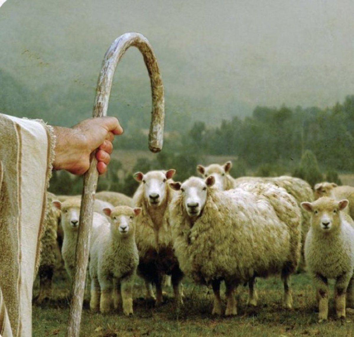 konusan_kiitap's tweet image. "Koyun ömrünü kurttan korkarak geçirir. Halbuki sonunda onu yiyen çobandır."

- Thomas Hobbes