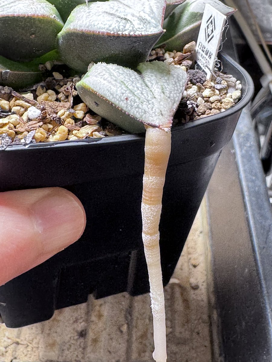 キネ@CrystalPlants (@crystalplants23) / Posts / X