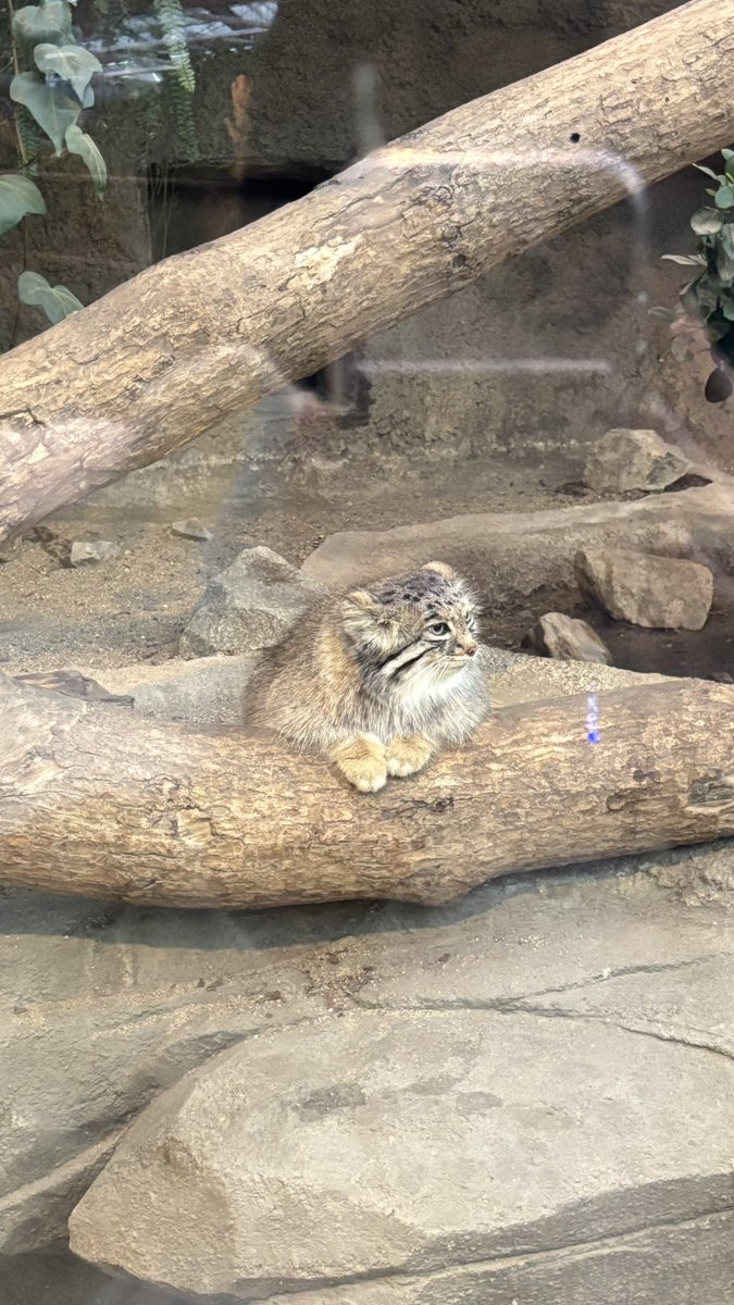 juqc78's tweet photo. 🦦🐯🦜𐔌՞ִ   ̝  ̣ ՞𐦯 https://t.co/47h2dLqtUH