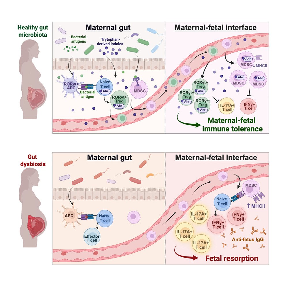 MicrobesInfect tweet media