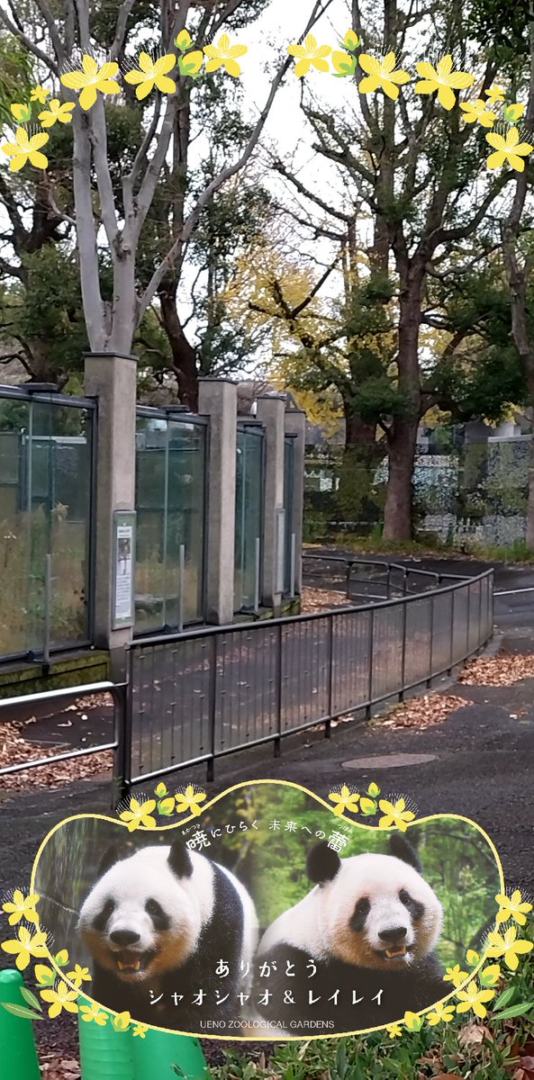 パンダのまま WAKUKU パンダ| ハシートップイン公式オンラインストア | ハシートップ