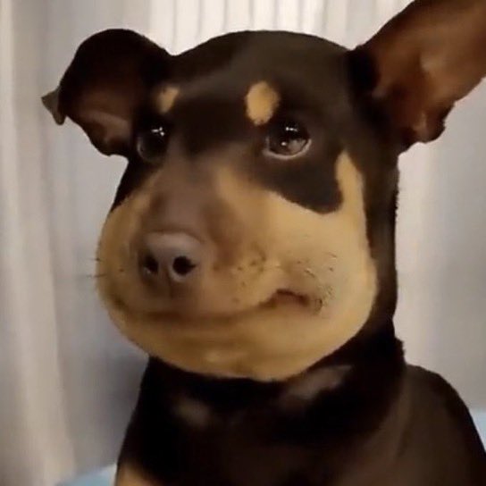 cherry_witth's tweet image. 궁금해서 못참고 갸름주사 맞아봄😅
생각보다 안아프고 벌 쏘인 강아지 됨