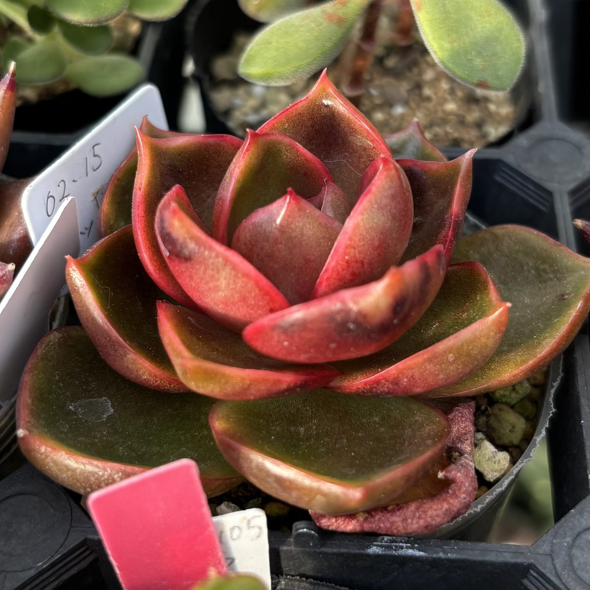 多肉植物☆豆彦商店 (@mamehiko12) / Posts / X