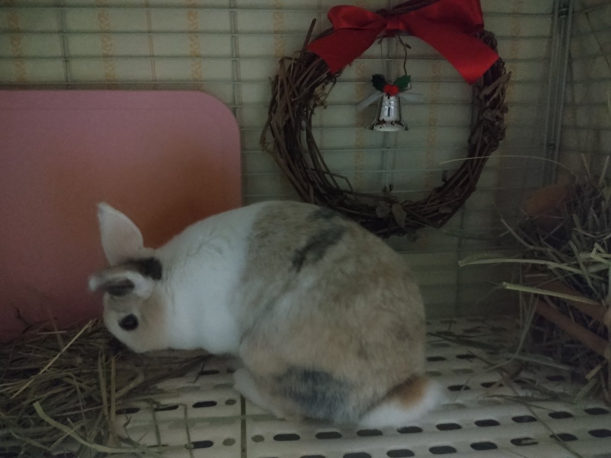 うさ福食堂さん<a href="/usafukusyokudou/">うさ福食堂*´ㅅ`)</a>の葛リースが想像の倍以上大きくてびっくり！
チョビはいつ食べ物だと気付くのでしょうか…笑