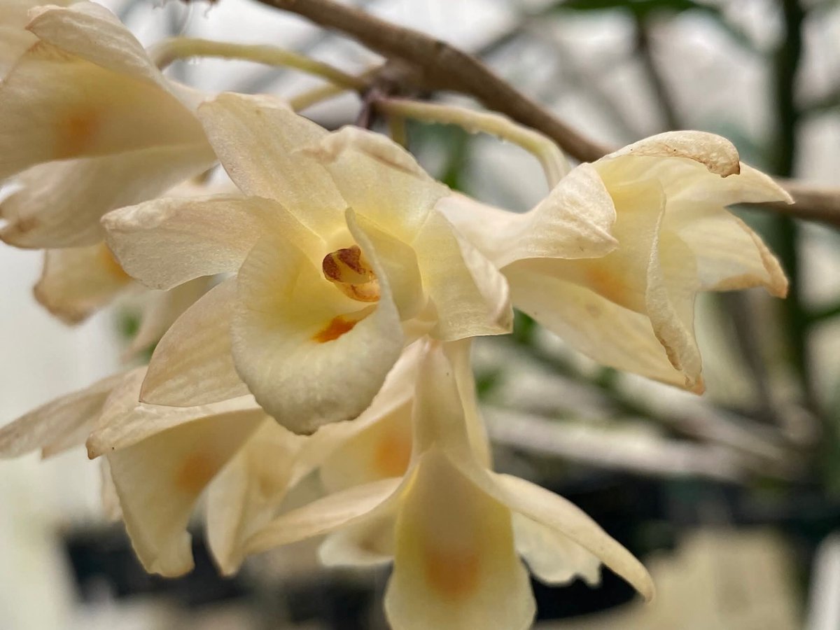 Botanic1234's tweet photo. #เอื้องสายแสง💐 วงศ์ : Orchidaceae
 ช่อดอกจะมี 2 - 6 ดอก อยู่ชิดติดกันเป็นกลุ่ม ช่อดอกสั้น พบที่ประเทศ จีน เมียนมา อินเดีย บังกลาเทศ ลาว กัมพูชา เวียดนามและไทย พบในป่าที่ราบลุ่มและเนินเขาตามต้นไม้ ที่ความสูงประมาณ 600-900 เมตร ชมได้ที่ #สวนพฤกษศาสตร์บ้านร่มเกล้า https://t.co/JTznacLozK