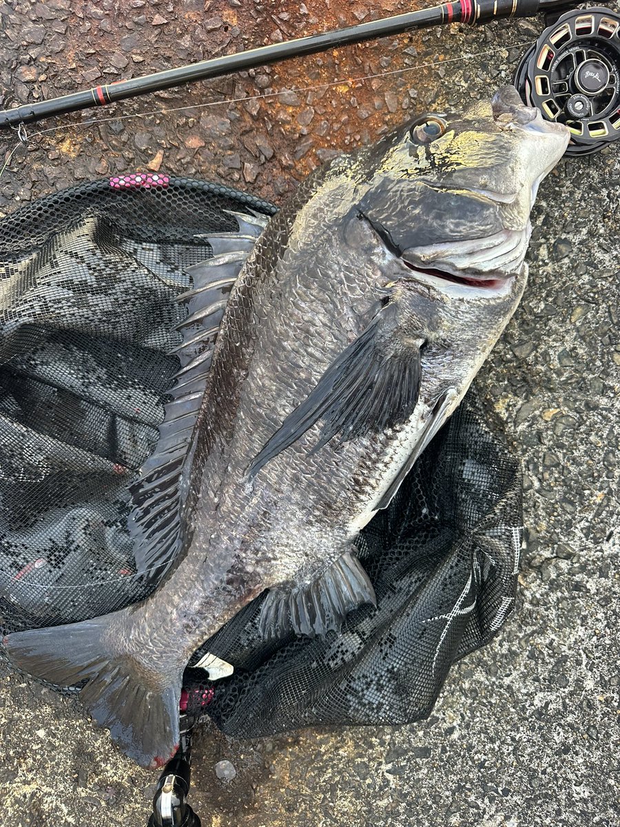 遊神チヌSP　様　確認ページ❗ 1091MAKOTO (@1091Makoto) / Posts / X