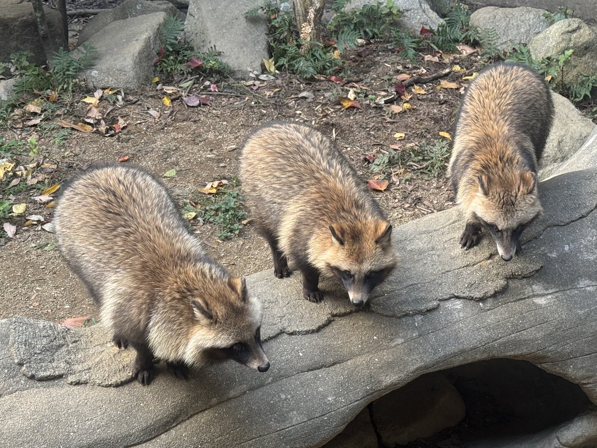 ちょっと待ってくださいそれモフいです見た人もたぬ