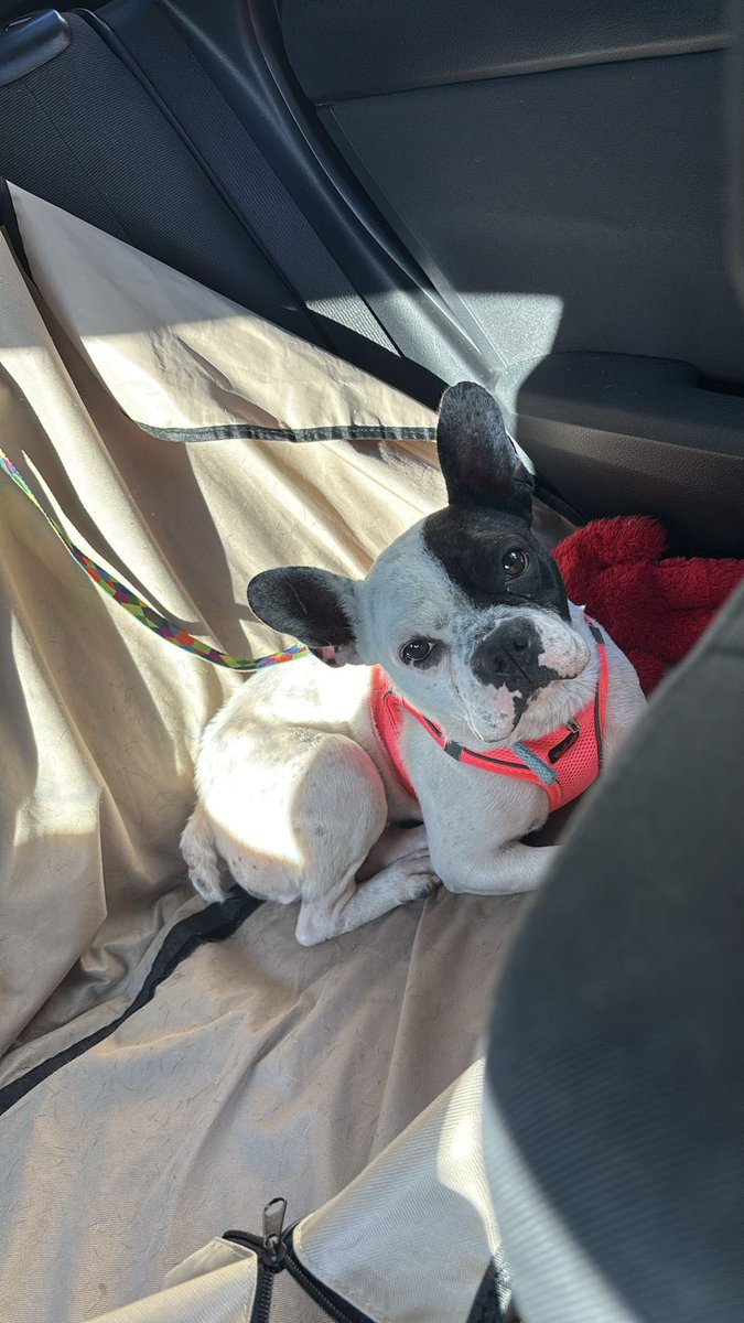 Barınaktan çıktı hayata tutundu bir de yuvası olsun bu güzelimin…