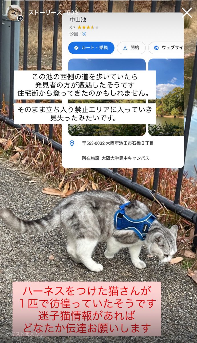 kazukiterui's tweet photo. 【迷子猫・目撃情報】

大阪府池田市中山池（大阪大学豊中キャンパス付近）で青いハーネスを付けた猫が1匹で彷徨っているのが目撃されました。中山池西側から人が入れない場所に行き、現在は見失っています。

飼い猫の可能性が高いです
情報・拡散お願いします

#迷子猫 #迷い猫 #池田市 #拡散希望 https://t.co/7NoI7lhRq1