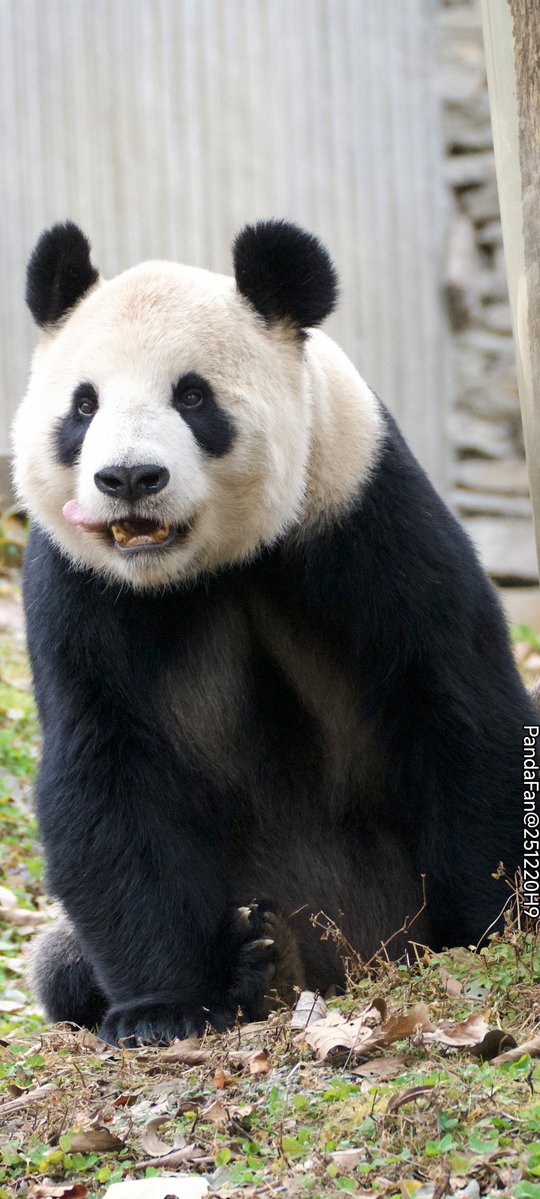 パンダコパンダ🐼 (@RiRiLOVE1513) / Posts / X