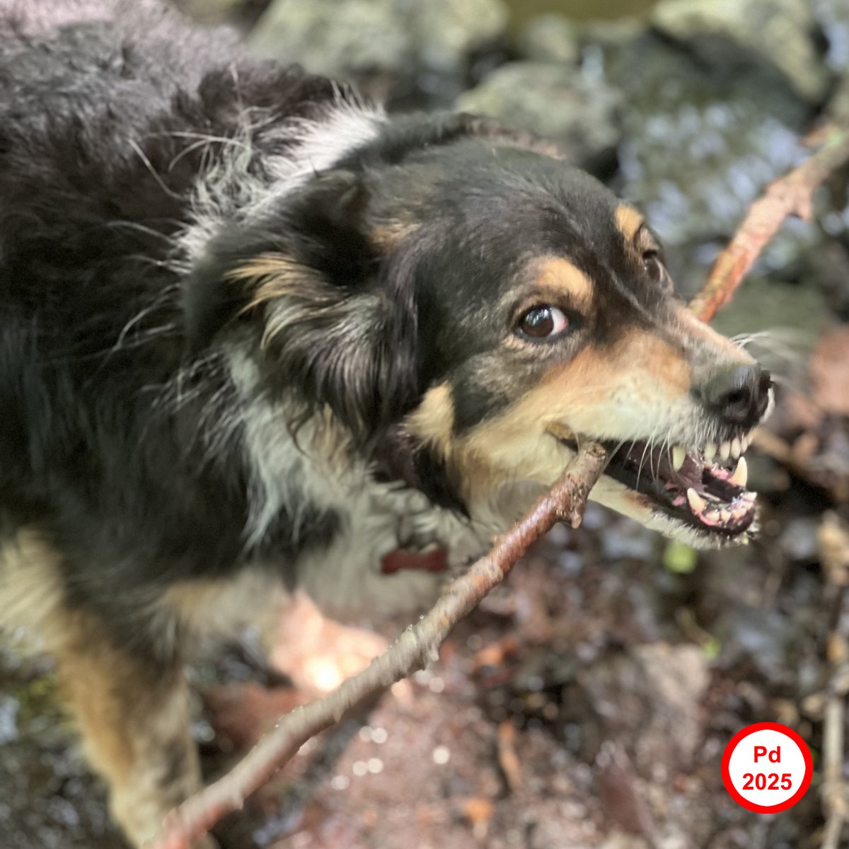 Pd premotavanje : Pesme 2025 :: popdepresija.com/?p=15608 : mixcloud.com/popdepression/…
mixcloud artwork Zuma @ Rajac, leto 2025. #popdepresija