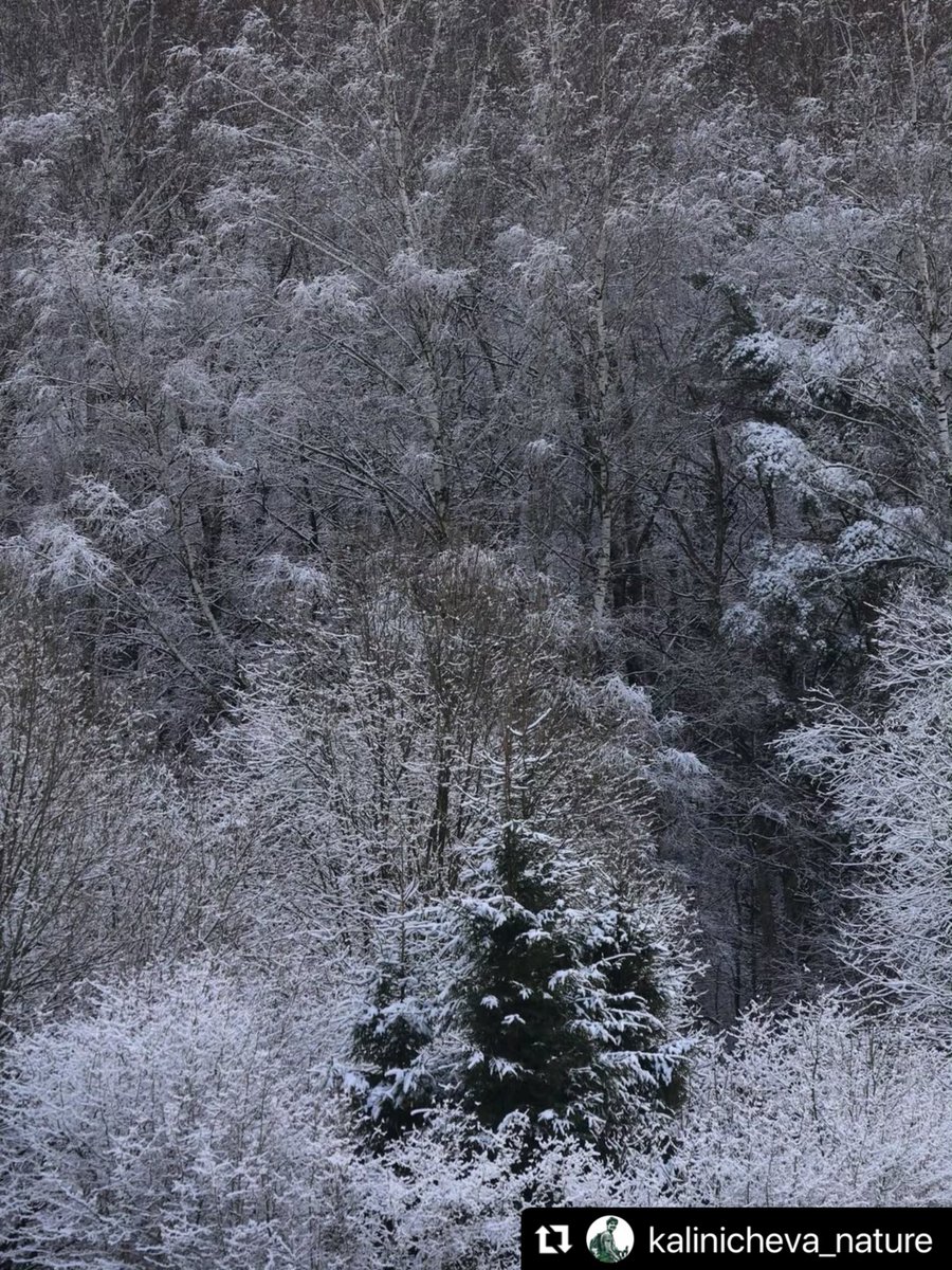 savebitza's tweet image. Битцевский лес, Москва