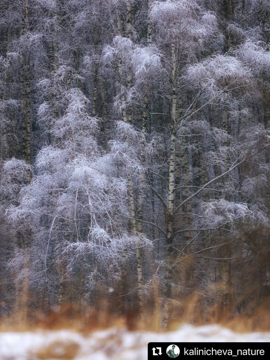 savebitza's tweet image. Битцевский лес, Москва