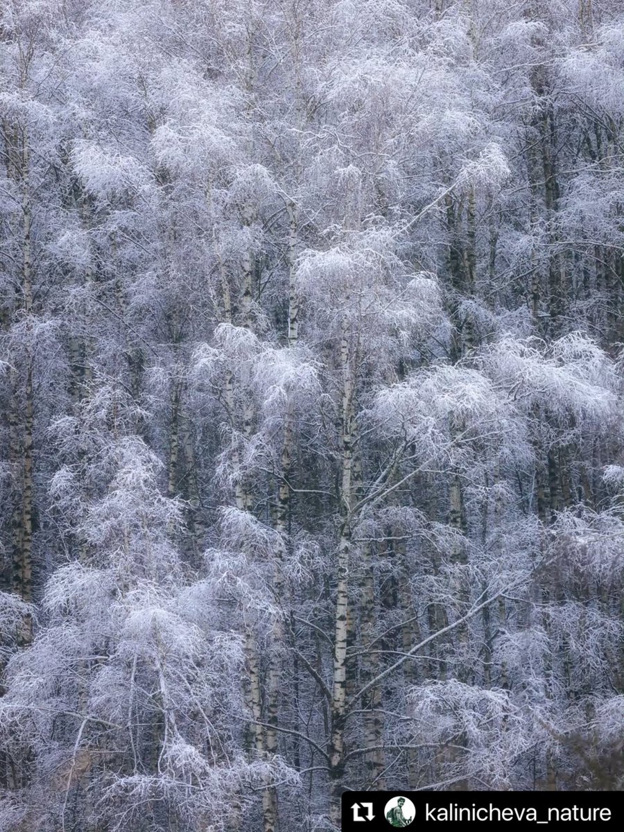 savebitza's tweet image. Битцевский лес, Москва