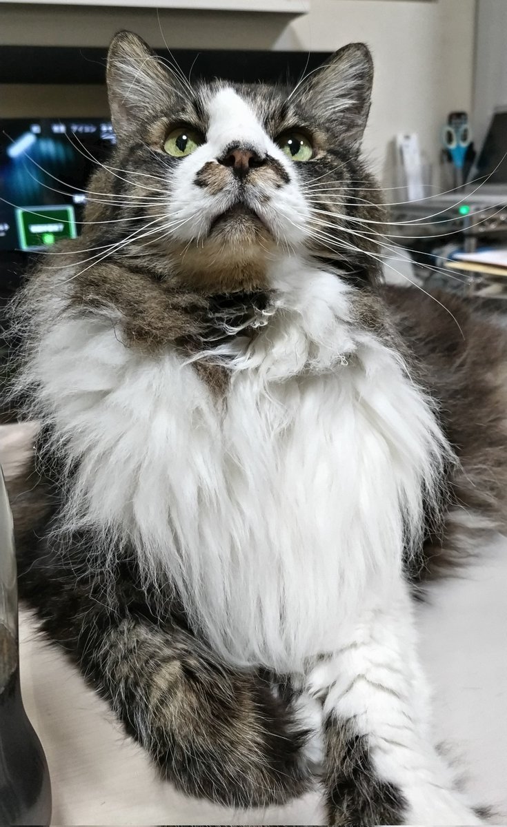 ポメ@ぽめ (@pome777) / Posts / X