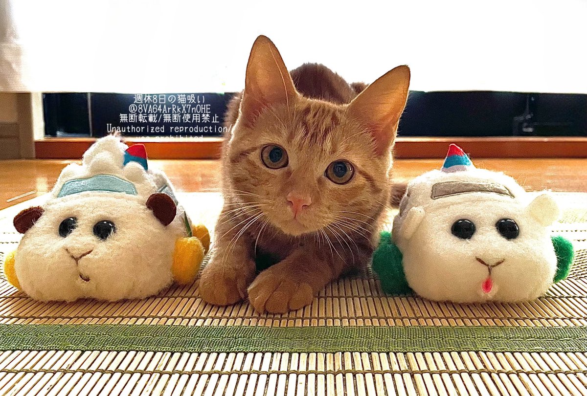週休8日の猫吸い (@8VA64ArRkX7nOHE) / Posts / X