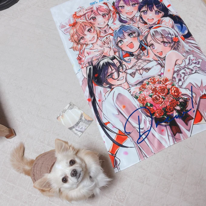 イヌが映り込んできたが、チワワにしてはデカすぎるためサイズ比較にならなかった1枚