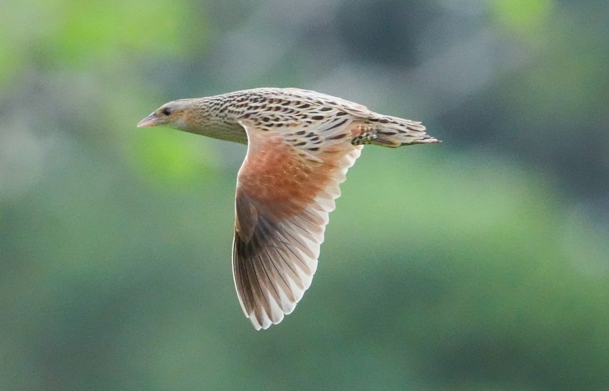 MonavaleWetland's tweet photo. The corn crake migrates to Southern Africa’s wetlands at this time of year from Europe and Asia—some traveling a staggering 16,000 kms from Russia 🇷🇺, Kazakhstan 🇰🇿 and China 🇨🇳 ! 

This one was snapped mid-flight on @MonavaleWetland by Piet Zwanniken. 👌📷 #WetlandsMatter https://t.co/jn7SZ5NCO5