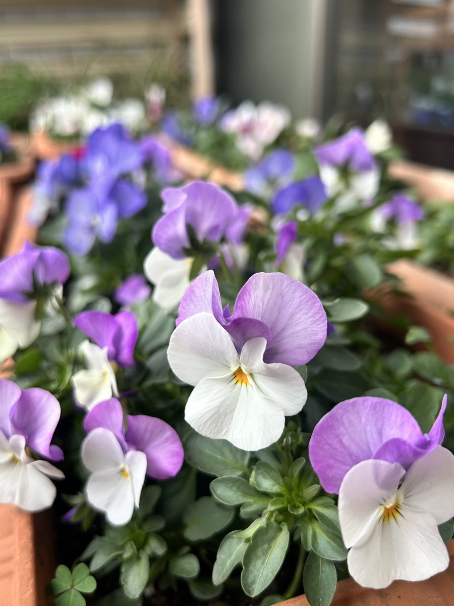 ピース🩵💚 (@momo35peach) / Posts / X