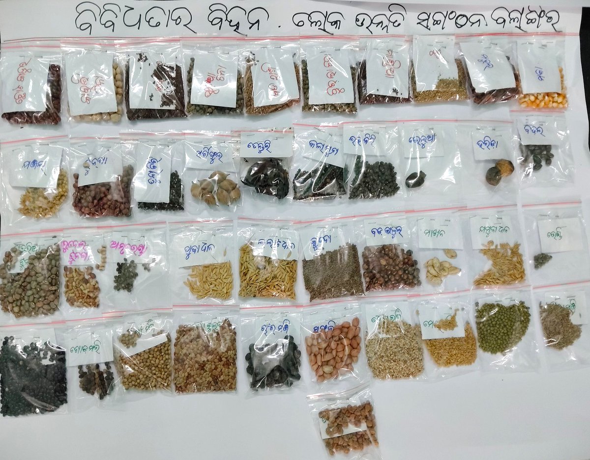 OSM91165819's tweet photo. #IndigenousYatra - Listening Campaign
Picture that reflects the diverse varieties of traditional seeds that have nourished our #IndigenousCommunities from decades.
These #TraditionalSeeds needs to be preserved for the generations to come.
@IndigenousYatra
#WisdomBox #Odisha https://t.co/JzCrlEO4ie
