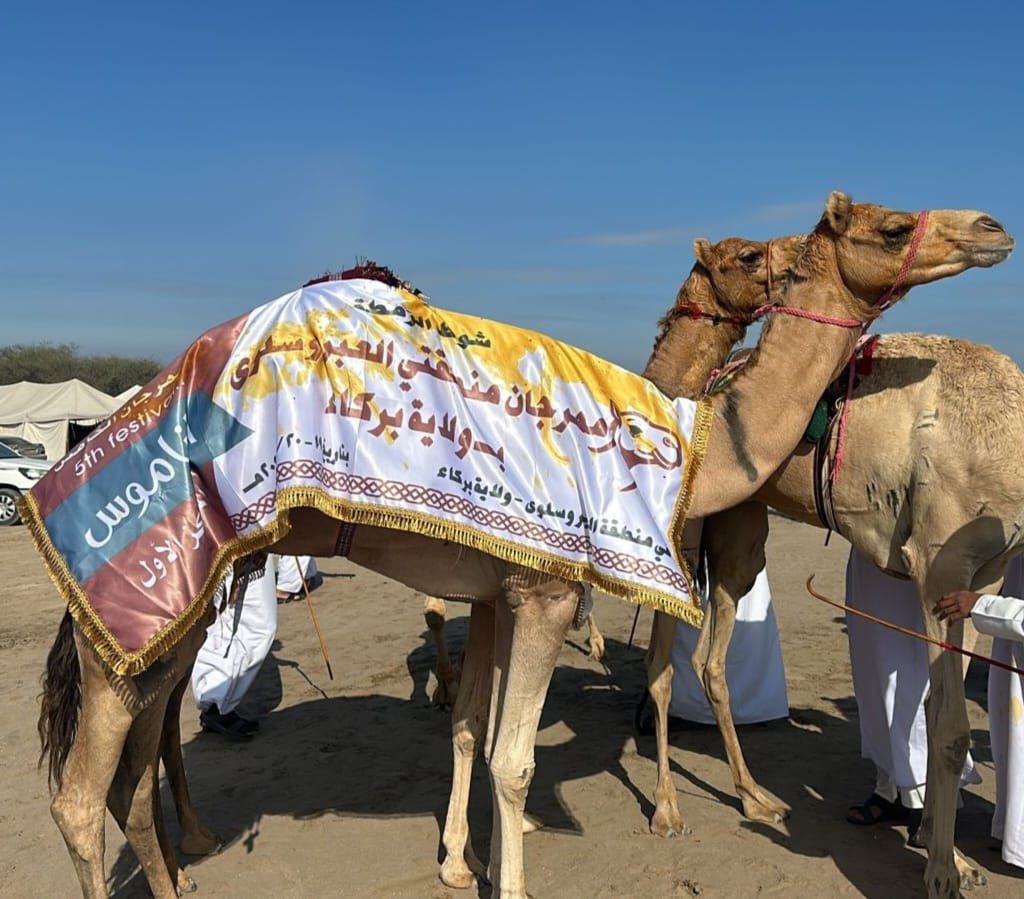 khabar_om's tweet photo. سمحة  لمالكها ابن ولاية صحم
أحمد بن عامر بن سيف السعيدي
تحصل على أول شوط زمط لموسم 2025/2026🏆🐪 https://t.co/wE7kE3LQTf