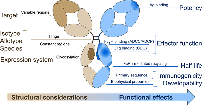 BIOKMD's tweet photo. 🧬 Mammalian expression is key to high-quality antibodies. ER folding + native glycosylation ensure correct assembly, ADCC/CDC activity, and long half-life—across IgG, scFv, and VHH formats. 🔬

Web: https://t.co/yFDSJhon7I

#antibody #biotech #science #researchers #kmdbioscience https://t.co/iZ84YLusgx