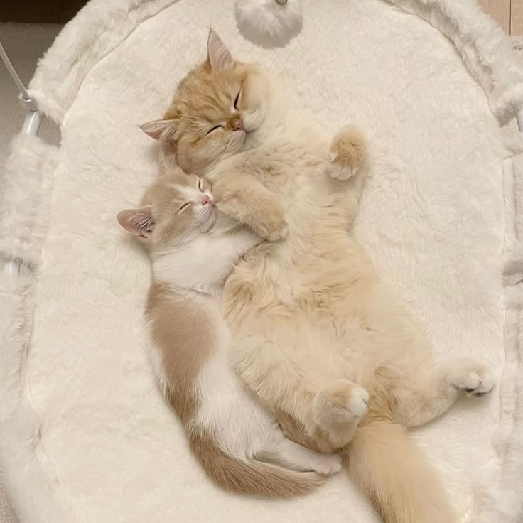 cutestscats's tweet image. 