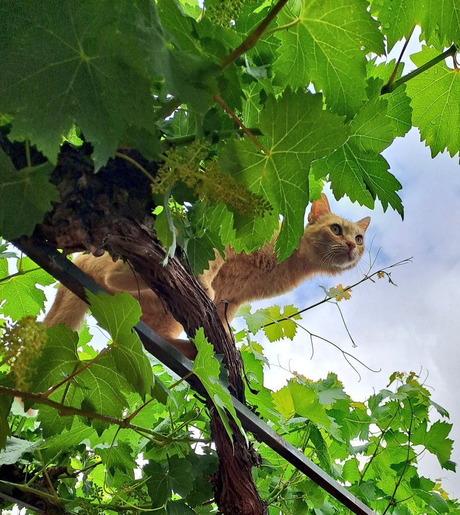 Los gatos tienen un papel muy importante en la parcela.

Cuando llegué aquí, antes de tener gatos, había una barbaridad de ratas. Es lo normal en sitios de campo donde se guarda comida para los animales.

Abrías la puerta de una nave y las escuchabas huir correteando por el