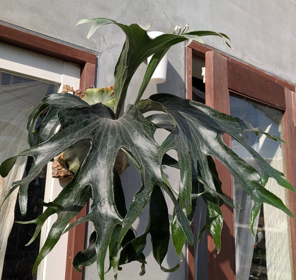 レモン作家氏の植物日記 (@kinBotanical) / Posts / X