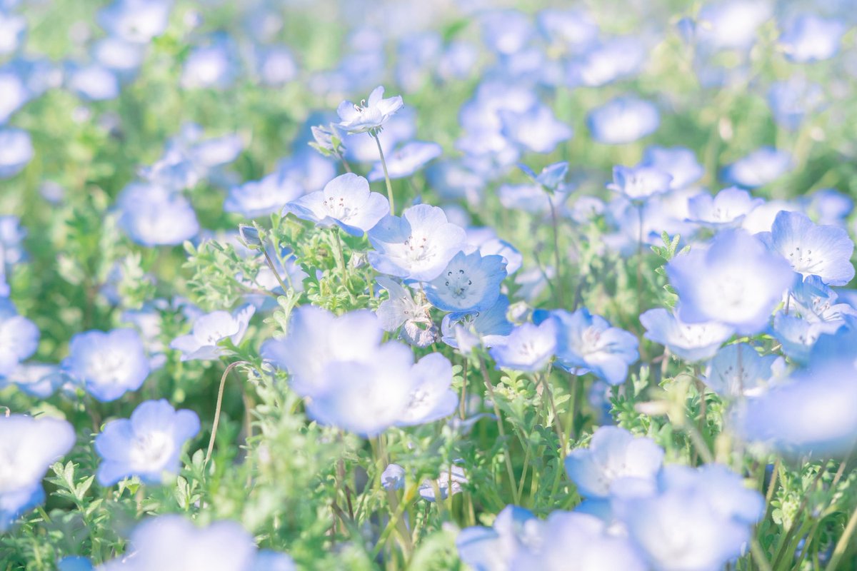 おいも (@oimo_3939) / Posts / X