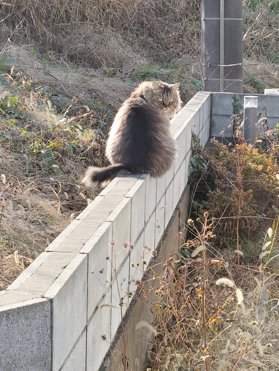 狸かと思った｡⁠◕⁠‿⁠◕⁠｡