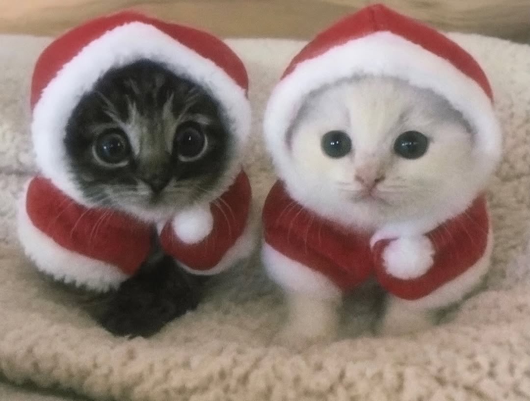 cutestscats's tweet image. 