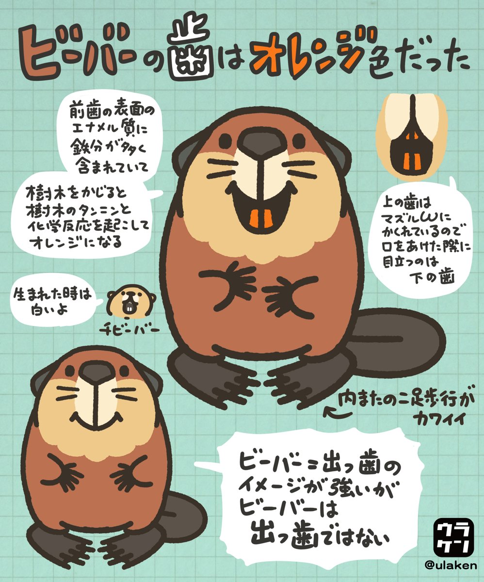 ビーバー＝出っ歯のイメージが強いけど、

🟠ビーバーの上の歯はあまり出ない
🟠歯の色はオレンジ

という事実を知ってしまったので、正しいビーバーを広めるため、上の歯出っ歯ビーバー像撲滅ポスターを作りました。ご査収下さい。

これであなたも、
🦫ビーバーポリス🚨だ‼️
x.com/vibaotter/stat…
