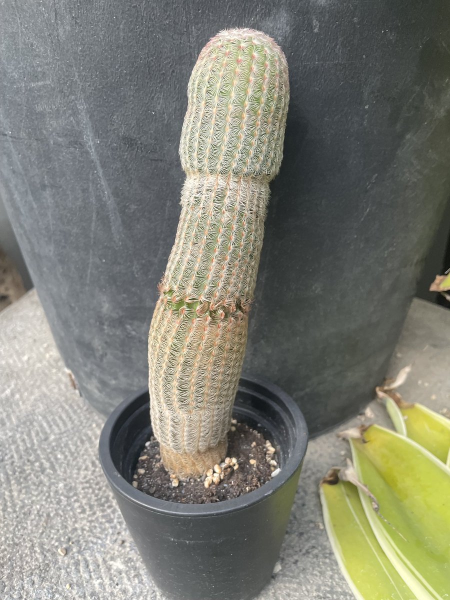 week1977's tweet image. センシティブすぎるサボテン見つけたんだけど🌵