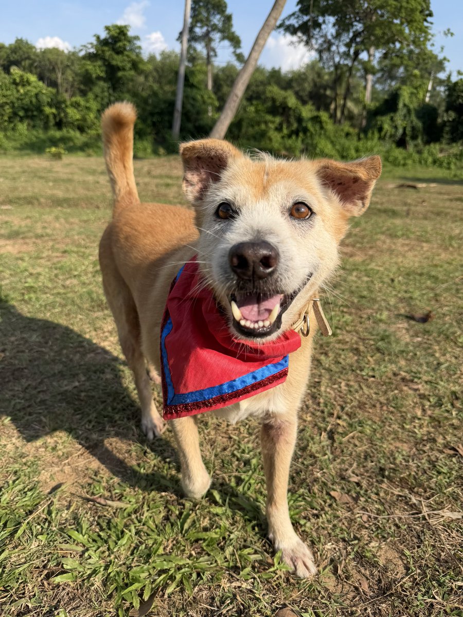 We found Sir Anthony Hopkins on the streets with red raw skin and major health issues. 

I called him that as he used to flash his teeth and always try to bite me. He was just in pain. 

Now the only teeth are his big happy smile ❤️