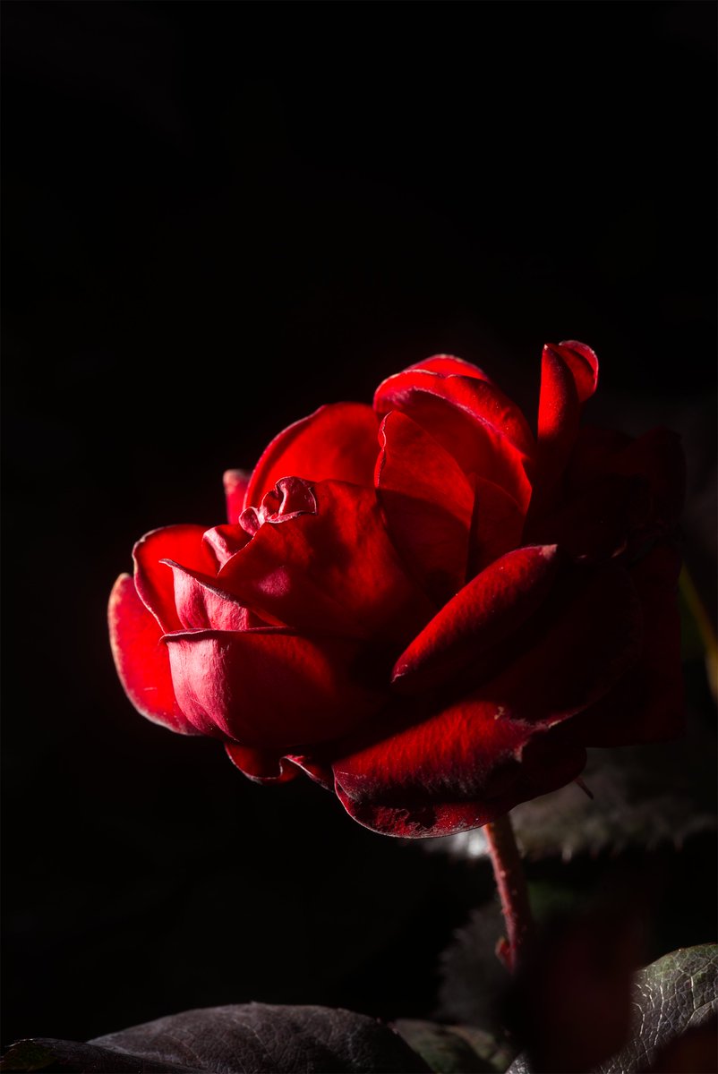 Post by みっし on X: 薔薇！🌹