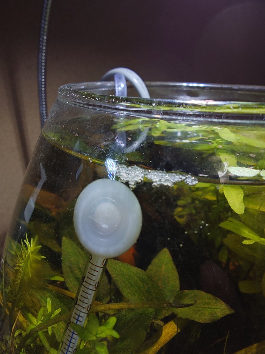 MasateruMatsuo1's tweet image. これが泡巣というやつなのか？
#GEX 
#MeGreen