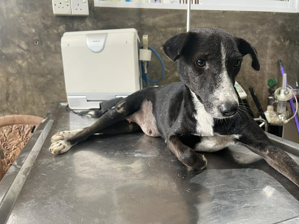 Animal SOS Sri Lanka tweet media