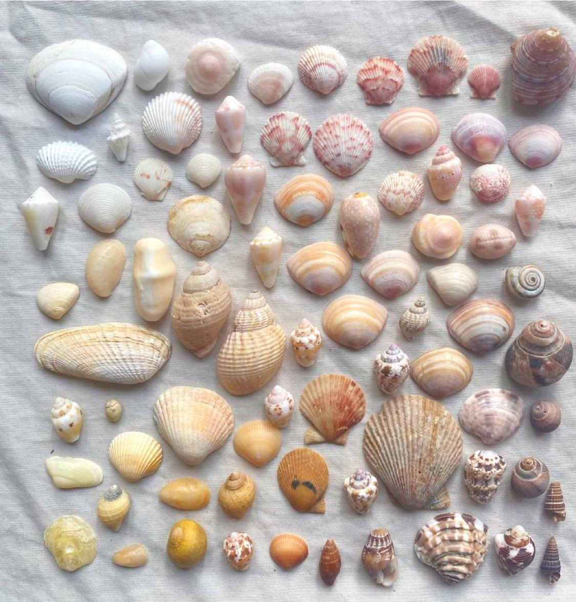 If your brain’s super tired &amp; you’re struggling but you have stuff to do so don’t have the option to hibernate then hi, me too. This photo’s for your brain-if you pause on it for a few moments it’s likely to dial down stress hormone &amp; trigger dopamine release:a small mind hack 🐚