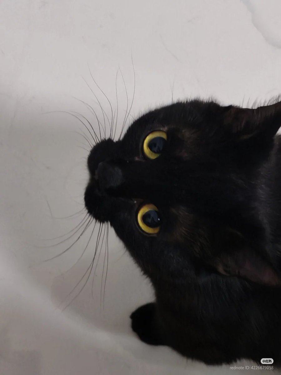 nocontextscats's tweet image. :3