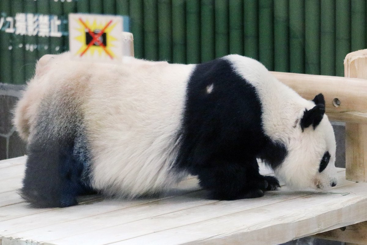 いつでも好奇心を忘れないことね」🐼🎶 #水曜日のお嬢様 #タンタン
