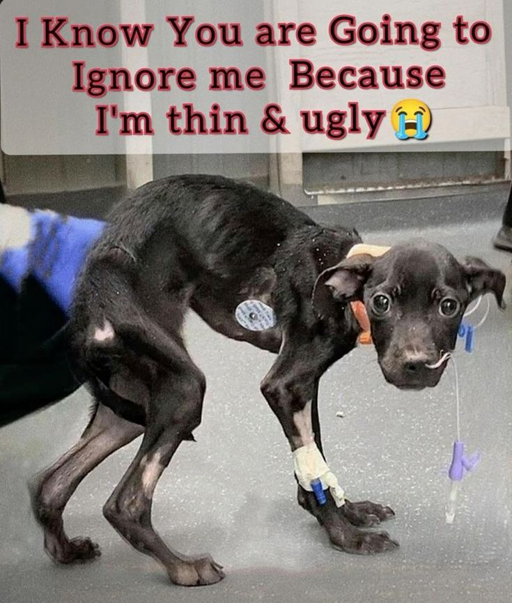 Beyond_theleash's tweet image. 