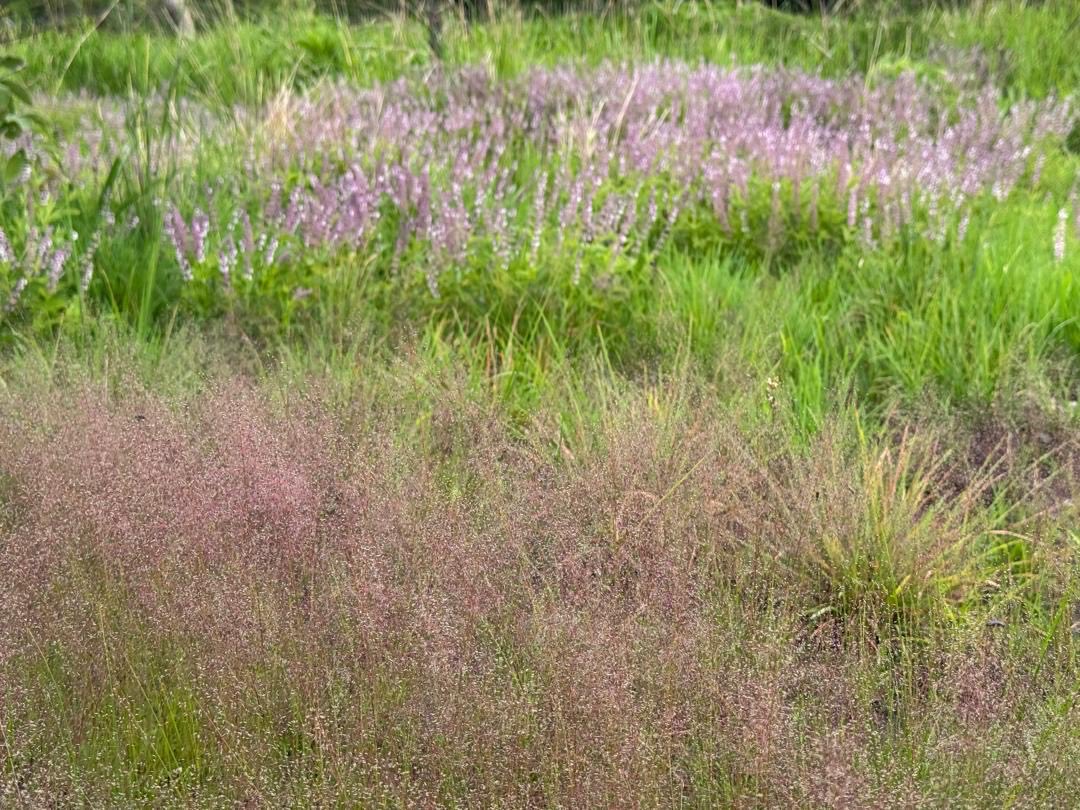 The <a href="/MonavaleWetland/">Monavale Wetland #SaveMonavaleVlei</a> Ramsar Site supports over 200 indigenous plant species! 🌿🪷🌼🌷🌸 This remarkable biodiversity for an urban wetland just 3km from Harare’s CBD provides essential ecological services and a peaceful escape from the bustle of Zimbabwe’s capital. #WetlandsMatter