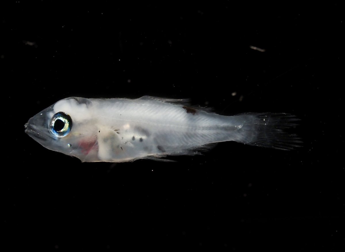 みゅう (@myuuu1350) / Posts / X