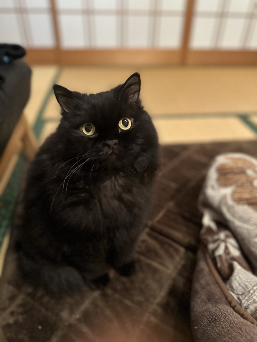 Handonien's tweet photo. 美味しいのください🐟 https://t.co/rkZw8tIw8j