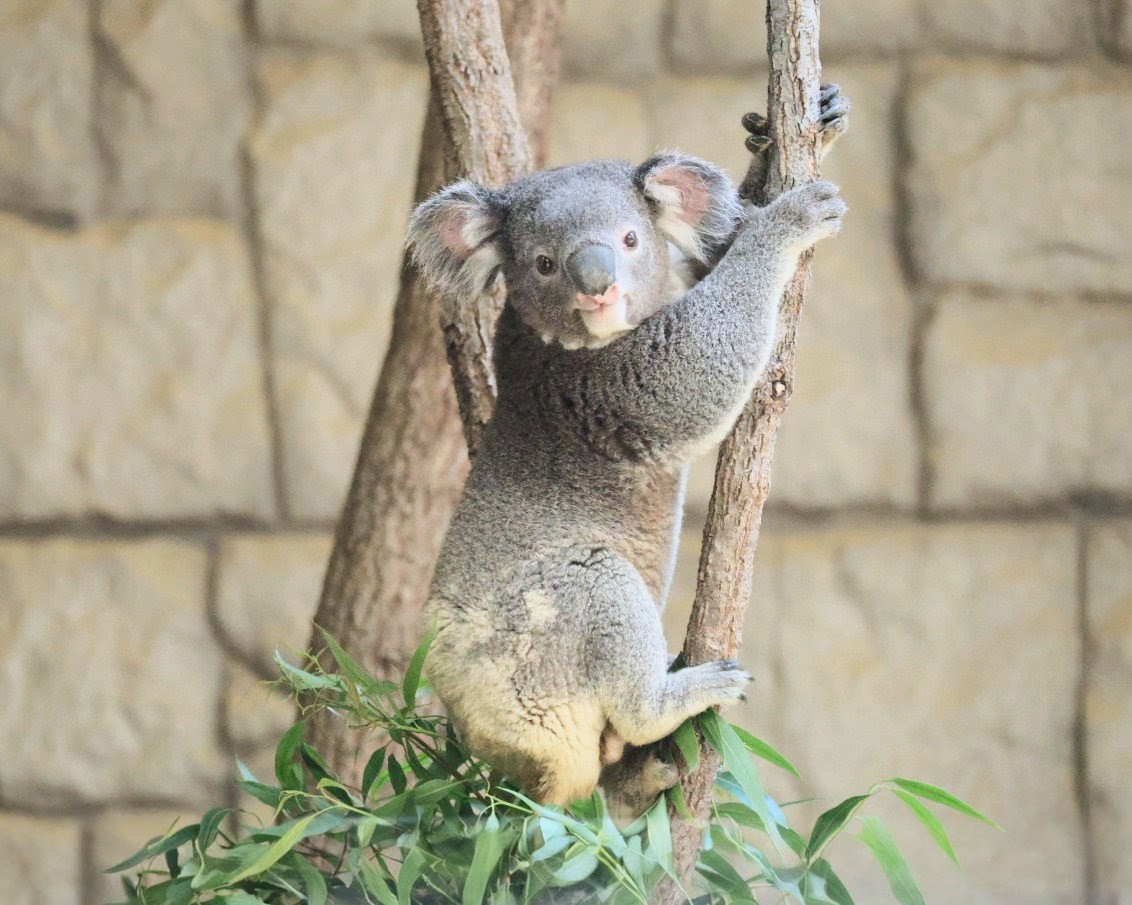 もにゃーー🐨🤩