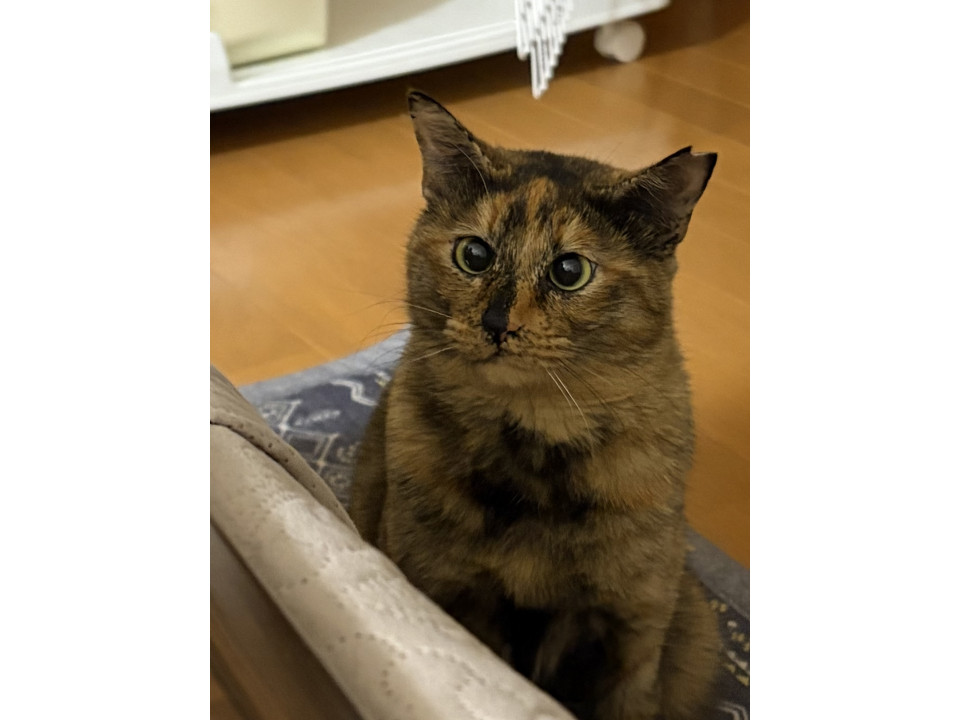 サビ猫　女の子です
栃木県 ♀ 生後6ヶ月 のネコちゃんです。
 #猫の里親募集 #栃木県
詳細：neko-jirushi.com/foster/232835/
写真：